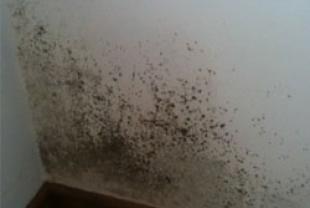 Growth of mold on interior surfaces